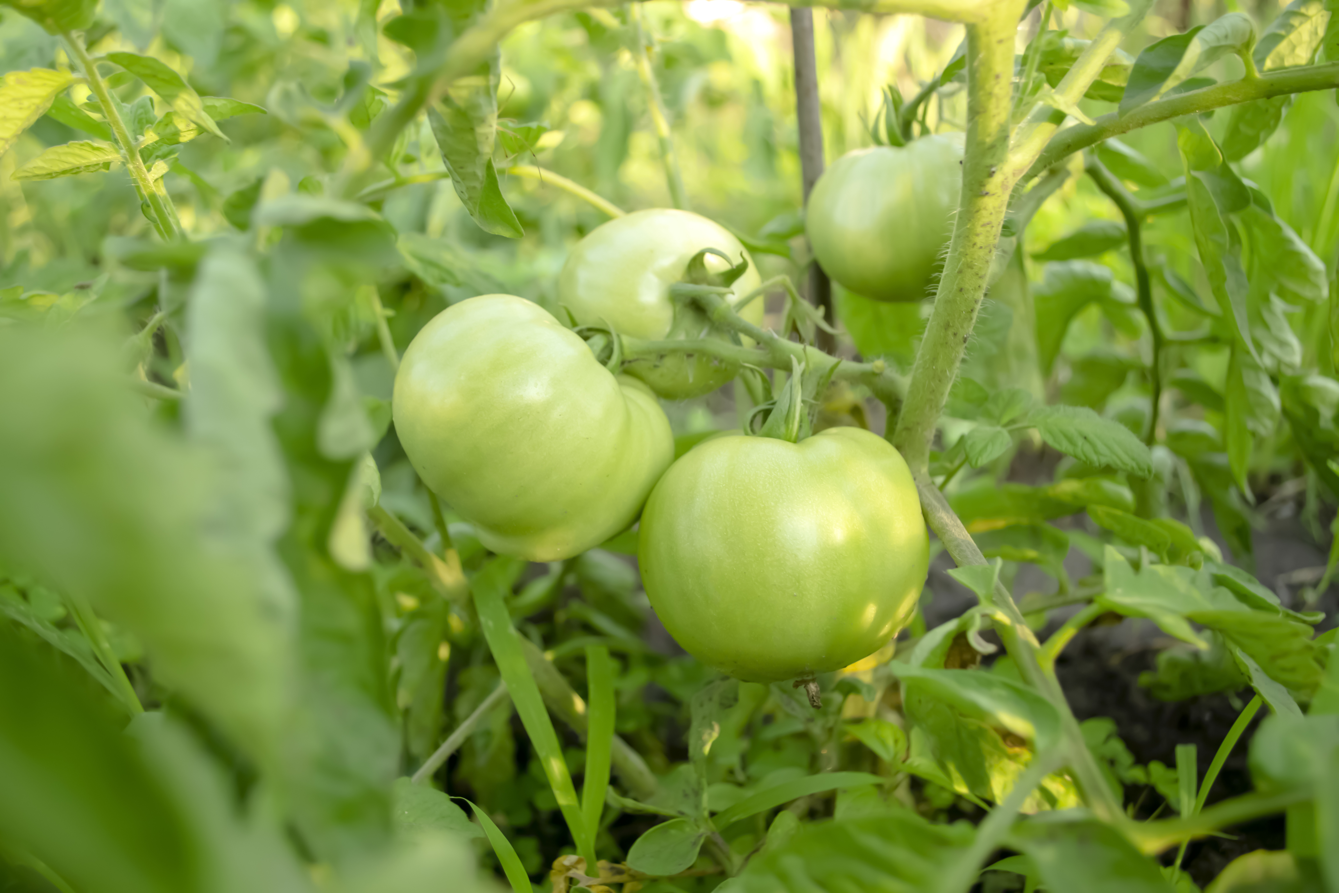 Tomates verdes amadurecendo no campo